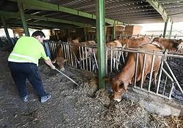 Un ganadero da de comer a las vacas en la explotación de Valentín Gabilondo.