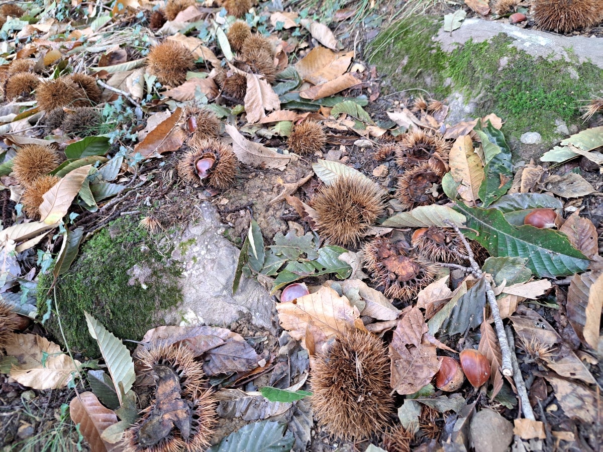 La ruta hasta Igoin, en imágenes