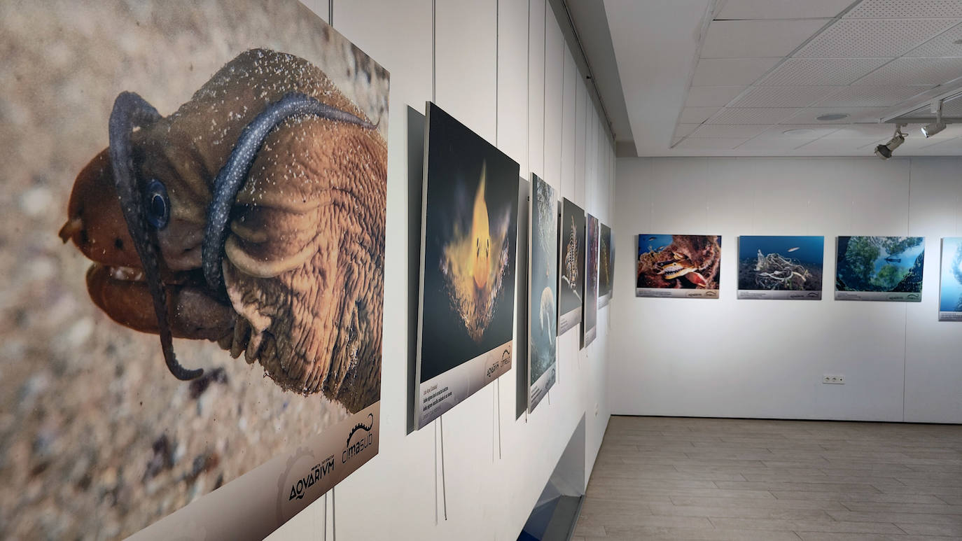 Itsaspeko hiru argazki erakusketa ikusgai azaroan Donostian