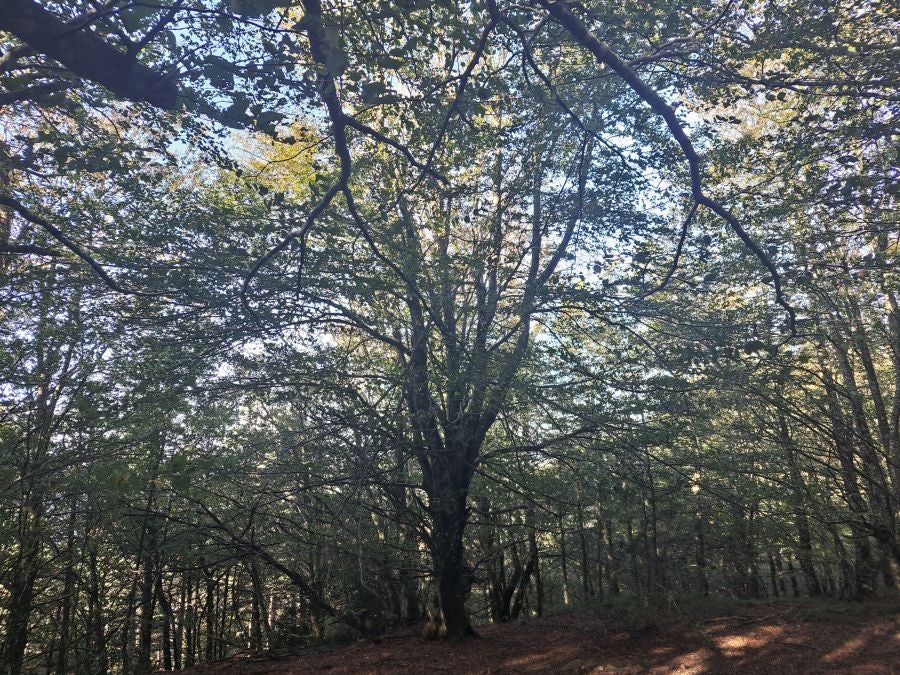 Gorostiaga: un bonito paseo por los montes de Legazpi