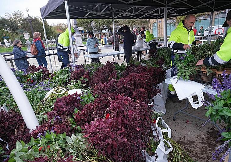 La iniciativa de la Concejalía de Ecología de repartir entre los ciudadanos las 30.000 plantas y flores retiradas de los jardines urbanos tuvo ayer una gran acogida en su primera jornada, celebrada en la plaza Ramón Labayen. El reparto es gratuito y continuará hoy en Ondarreta, para finalizar mañana en Pío XII, ambas jornadas en horario de 10 a 14 horas.