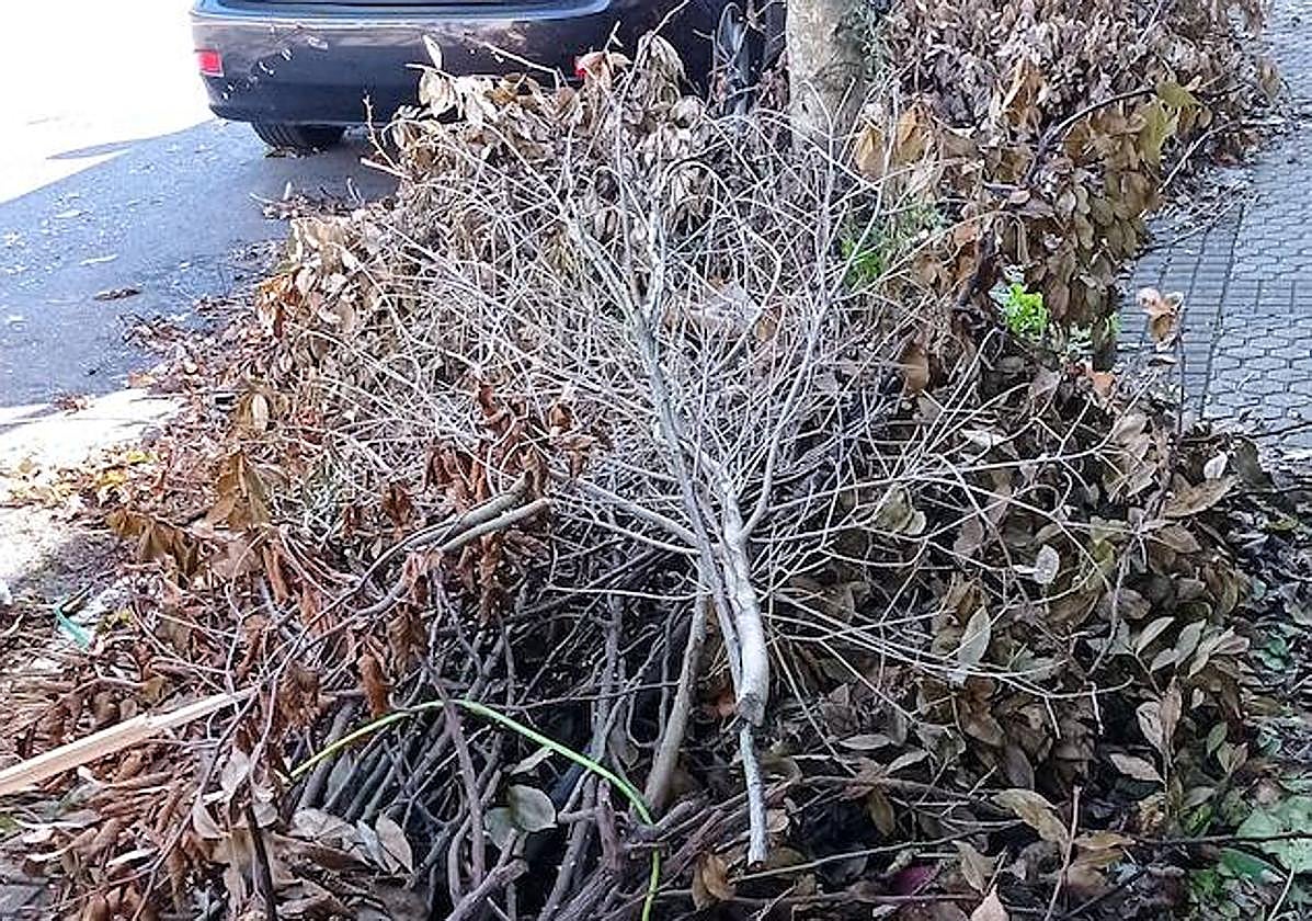 E. Olaizola escribe: «Va hacer ya dos meses que algún vecino incívico abandonó junto a los contenedores del paseo Alto de Errondo 33 los restos de la poda de sus árboles, dejando la acera en unas condiciones lamentables. A quien corresponda, recojan esto por favor, que está originando problemas tanto a los vecinos como al servicio de limpieza».