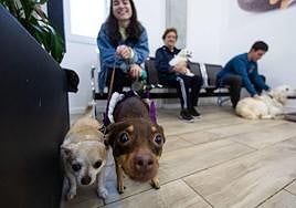Las clínicas veterinarias expedirán ya la receta electrónica para los medicamentos de las mascotas.
