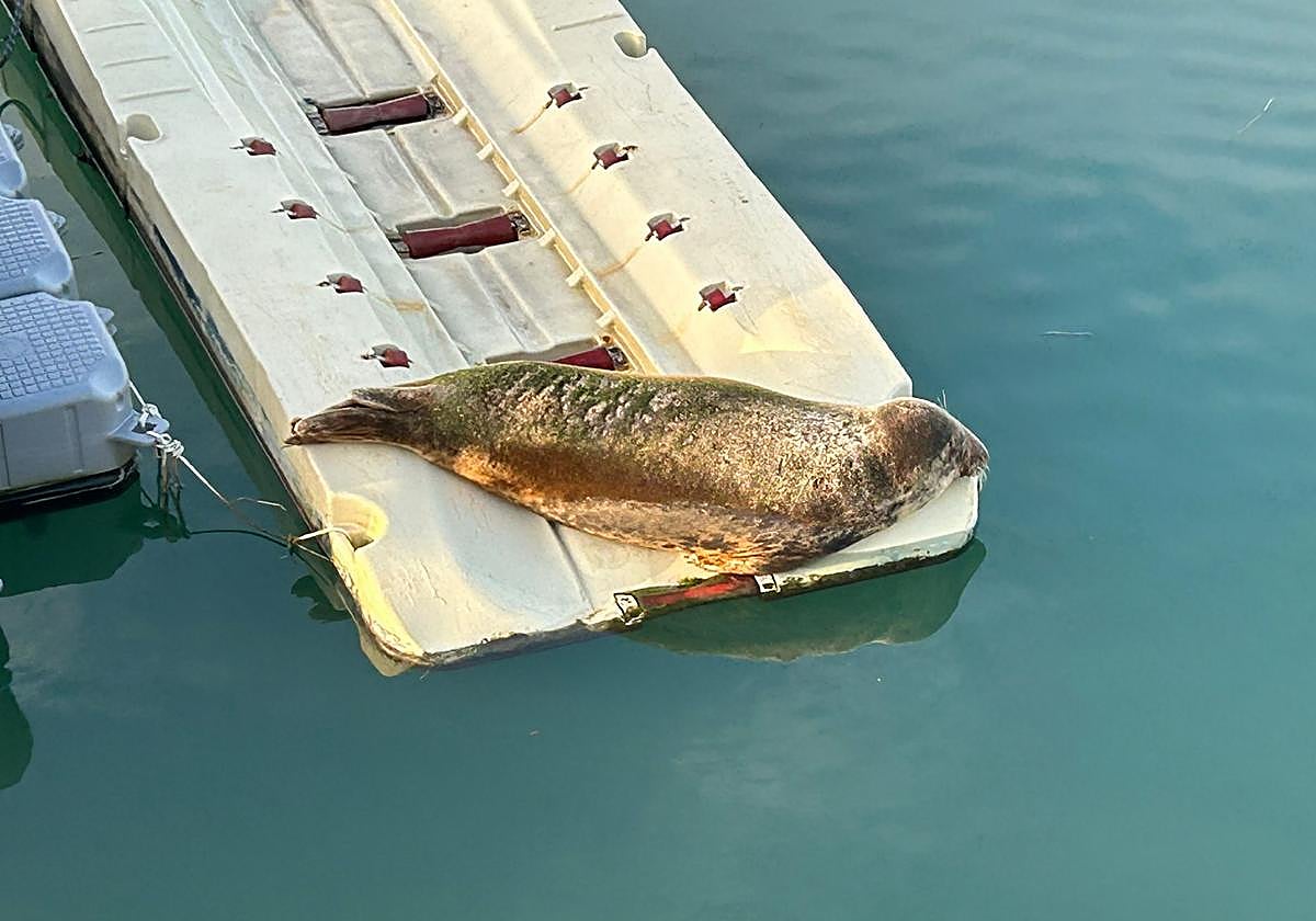 La foca, descansando en el puerto de Zumaia este miércoles antes de regresar al mar.