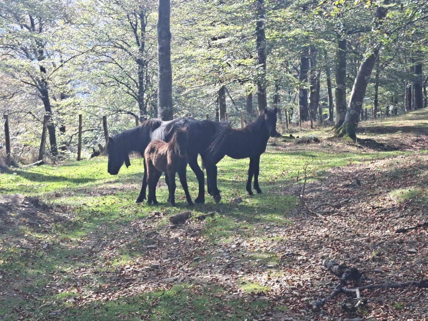 Urepel, el monte silencioso