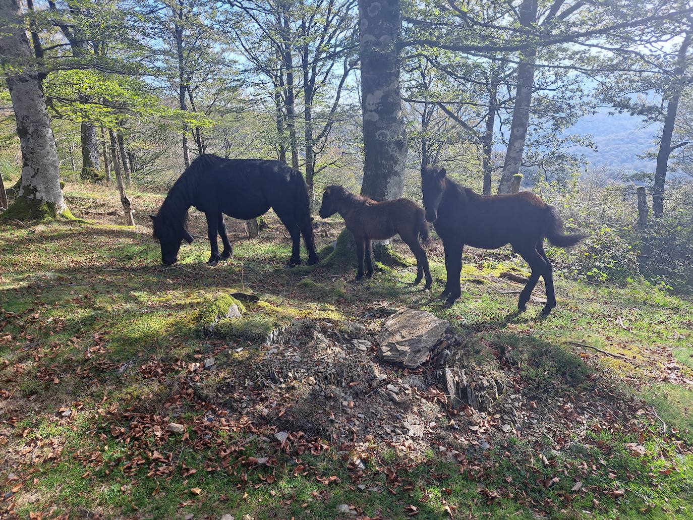 Urepel, el monte silencioso