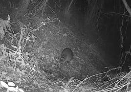 Imagen del mapache captado en una zona silvestre de Mutriku.