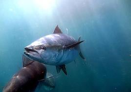 El Golfo de Vizcaya podría ser una de las zonas de cría de atún rojo en 50 años