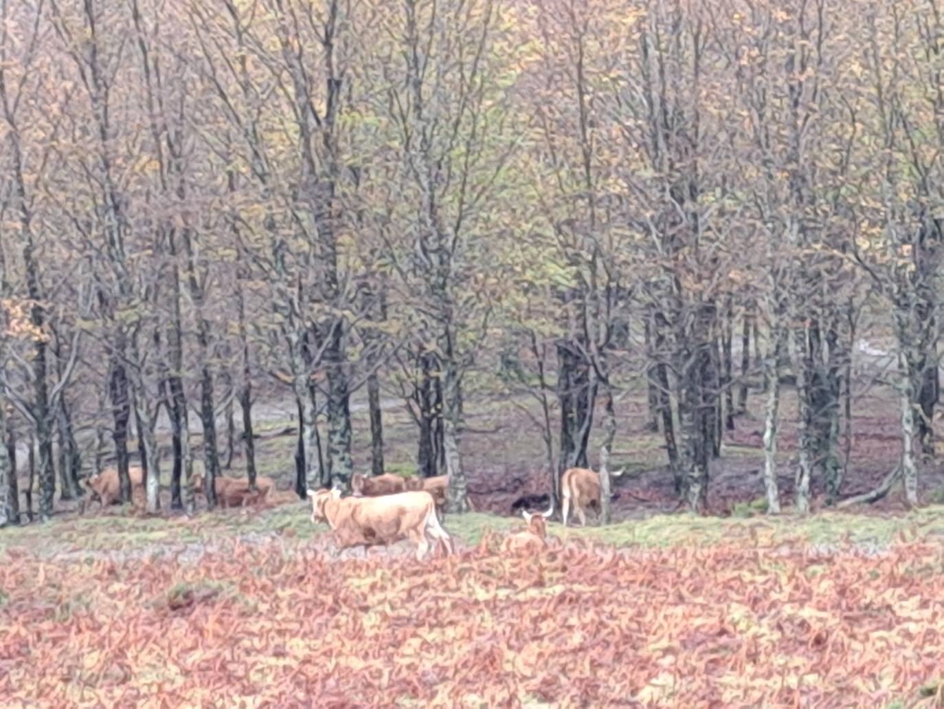 Leuneta. Baile entre betizus y niebla