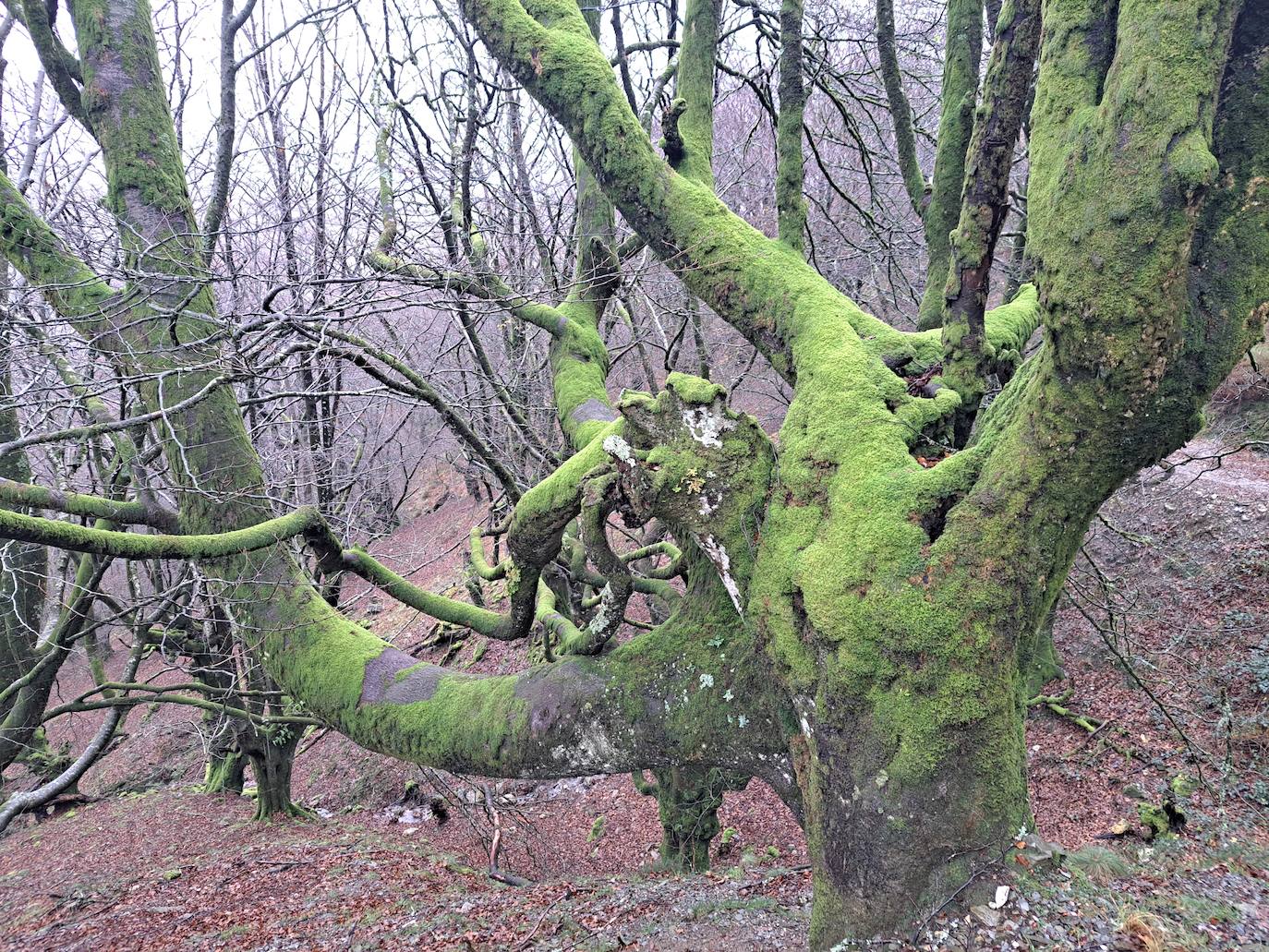 Leuneta. Baile entre betizus y niebla