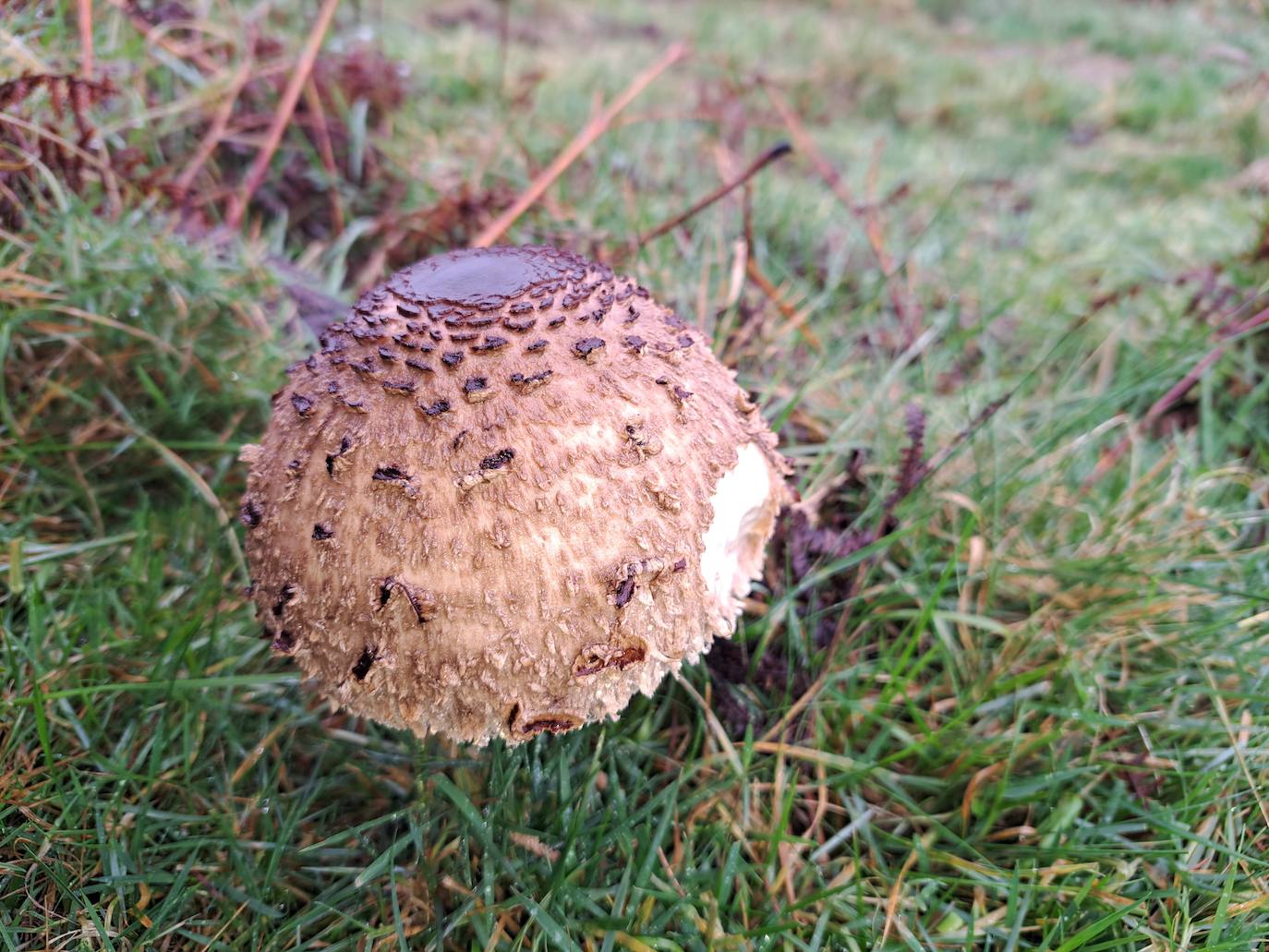 Leuneta. Baile entre betizus y niebla