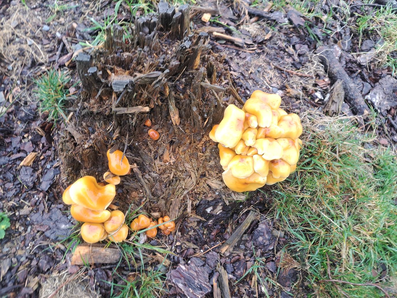 Leuneta. Baile entre betizus y niebla