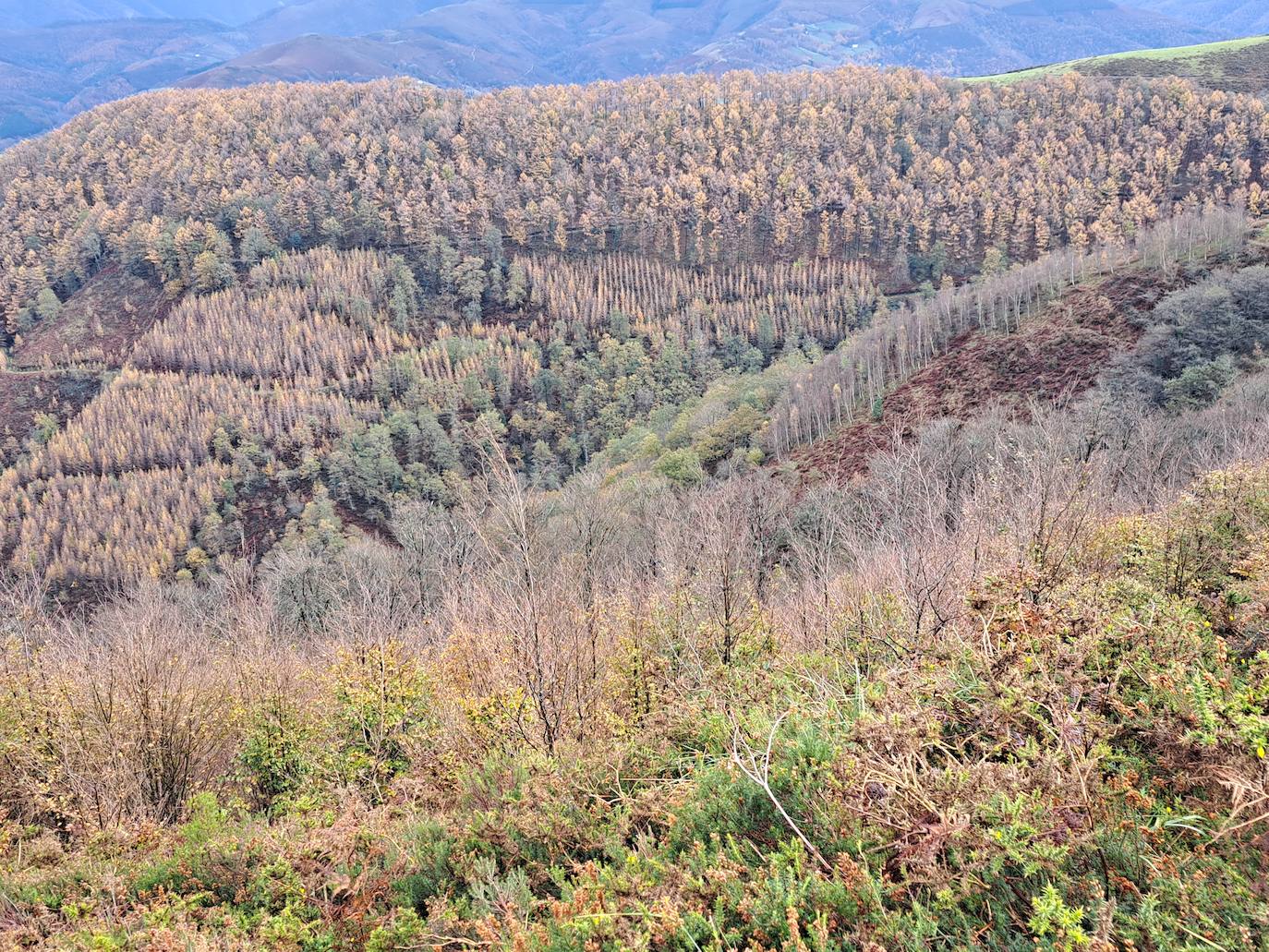 Leuneta. Baile entre betizus y niebla