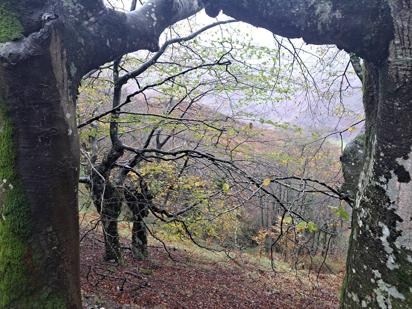 Leuneta. Baile entre betizus y niebla