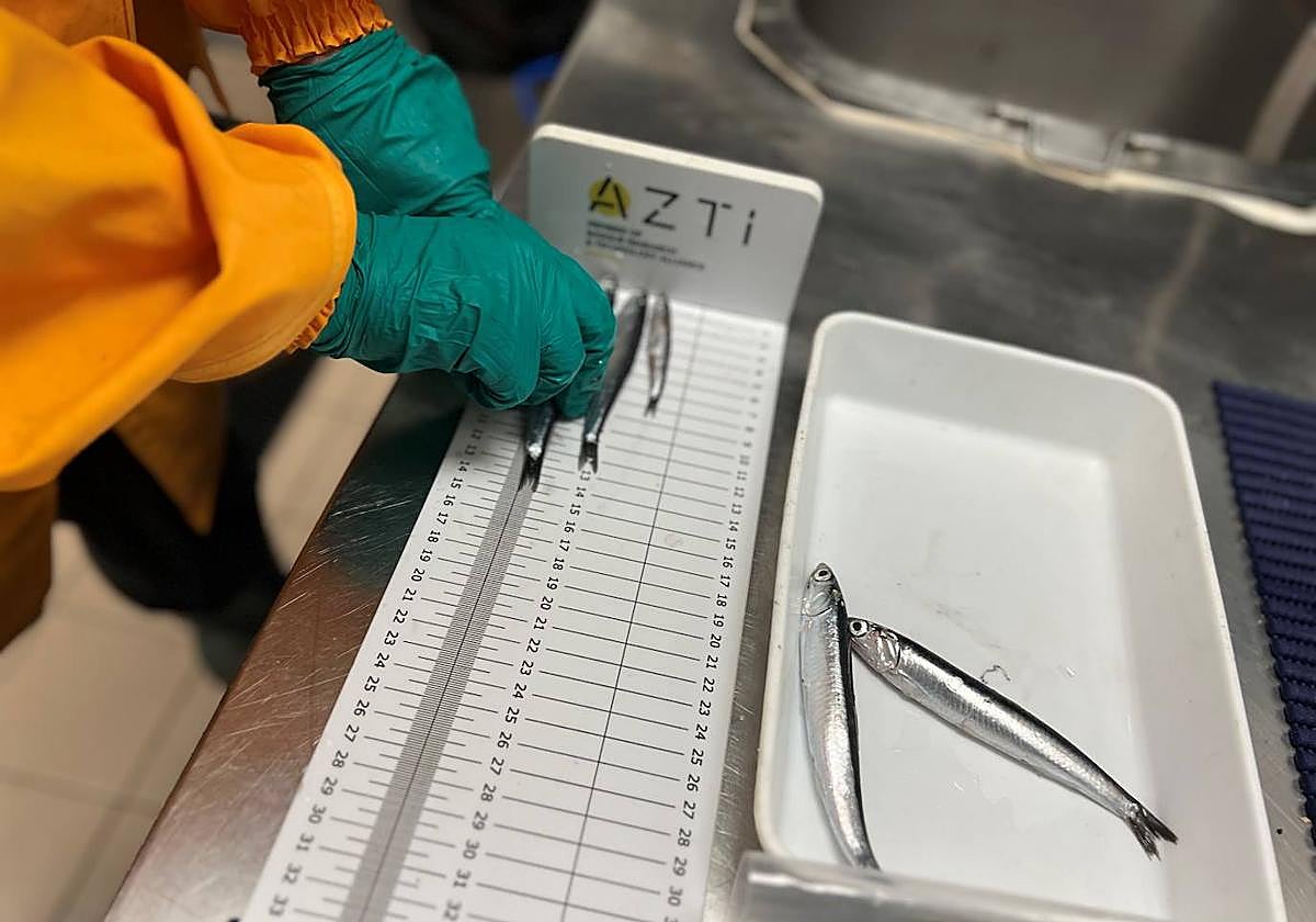 Medición de diferentes tamaños de anchoa.