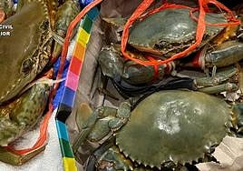 Cangrejos vivos confiscados en el aeropuerto de Bilbao procedentes de China.