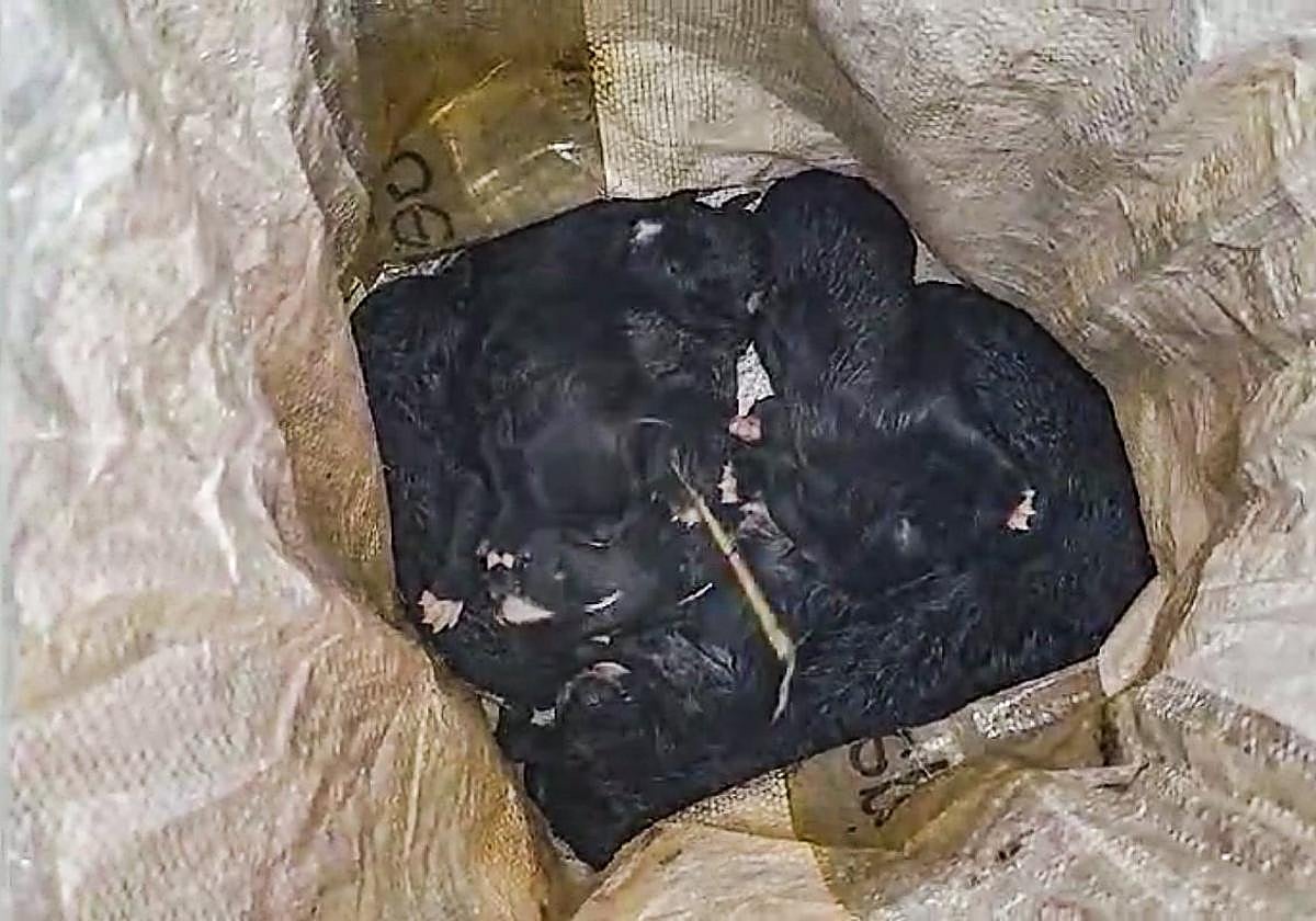 Los cachorros son rescatados del saco en el contenedor.