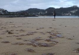 La orilla de La Concha llena de salpas, un invertebrado similar a las medusas.