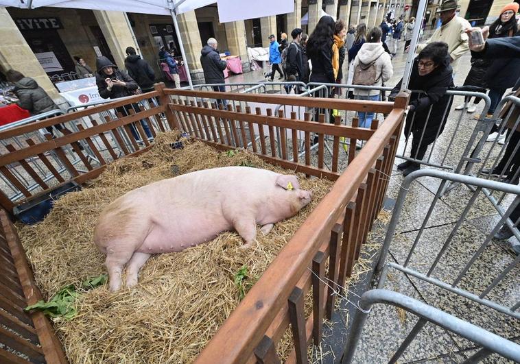 La cerda 'Xixili', la reina de Santo Tomás en Donostia esperaba desde primera hora en la plaza de la Constitución.