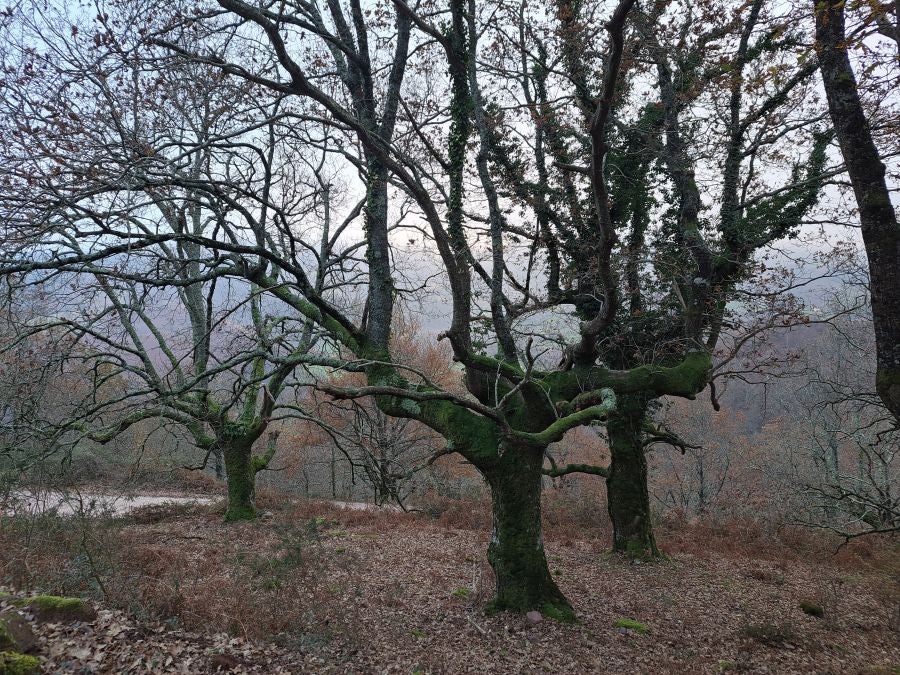 Mendaur: un regalo para la vista