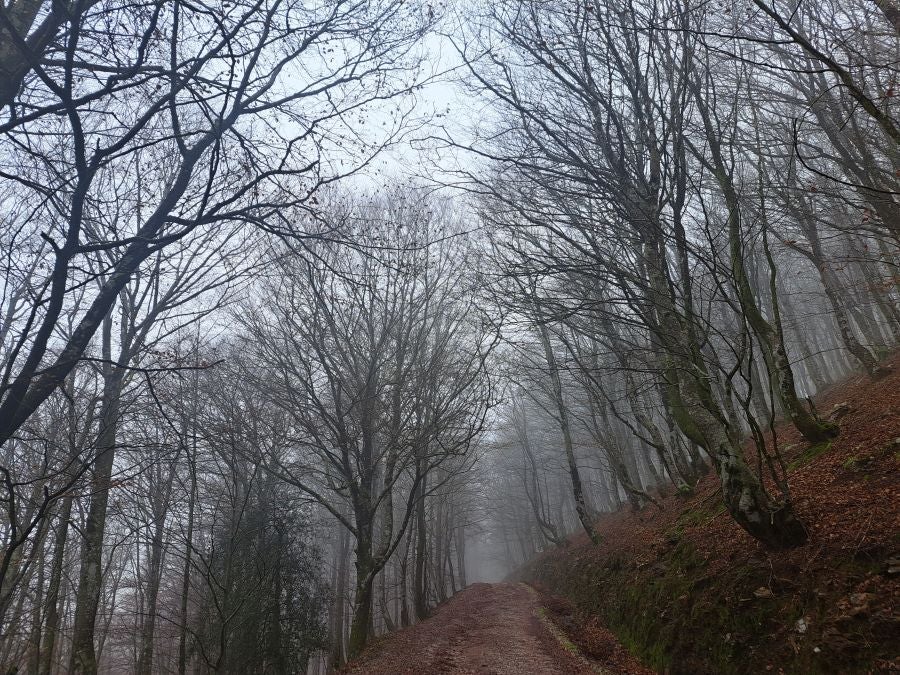 Mendaur: un regalo para la vista