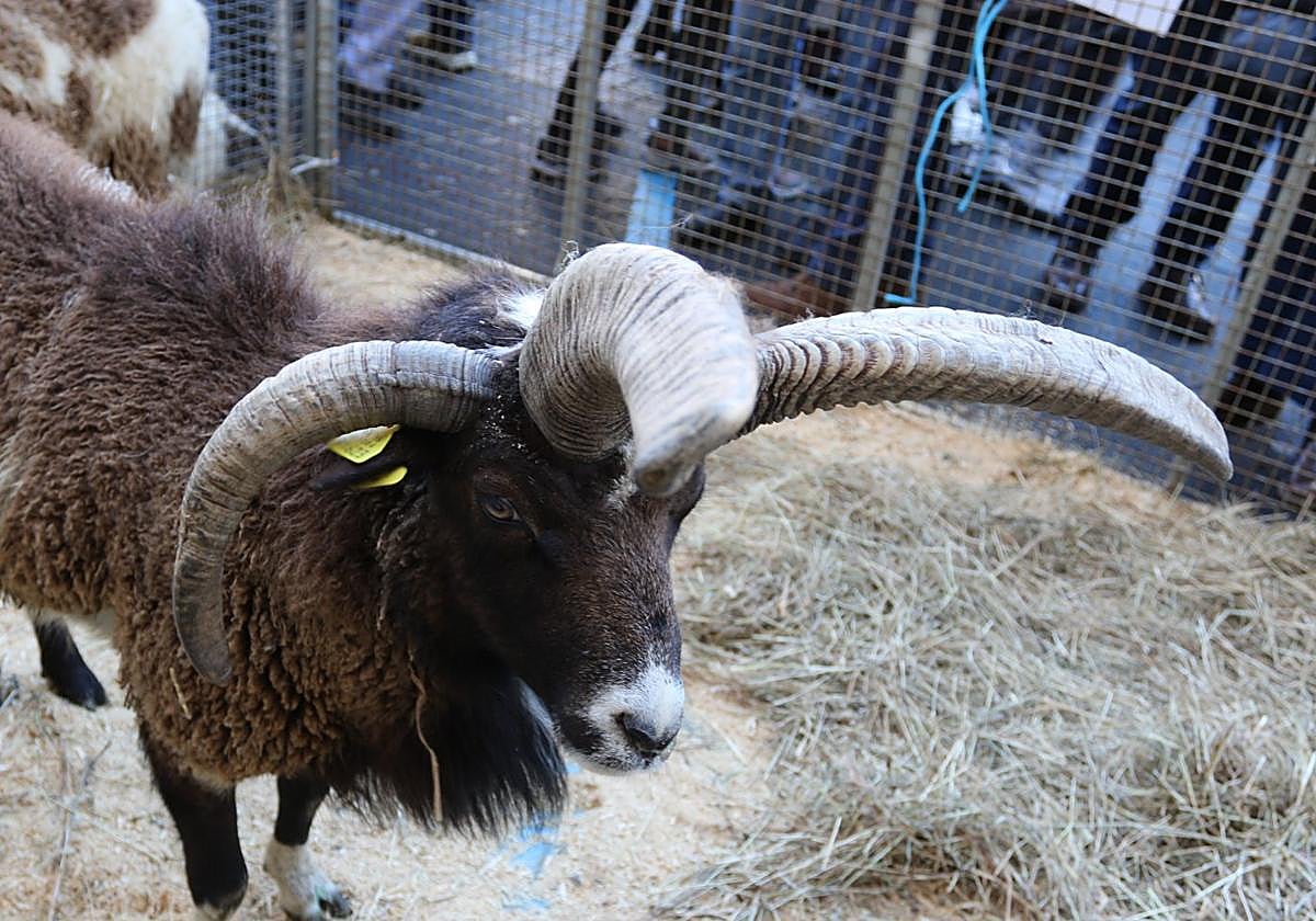 Por primera vez, a la cita concurrieran varios animales exóticos como alpacas, búfalos, highlands o watusis.