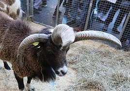 Por primera vez, a la cita concurrieran varios animales exóticos como alpacas, búfalos, highlands o watusis.