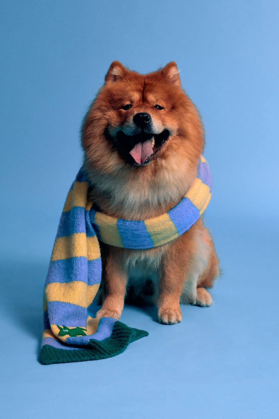 Fotos: Bimba y Lola presenta una nueva y novedosa colección canina