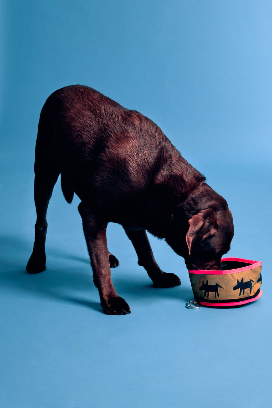 Fotos: Bimba y Lola presenta una nueva y novedosa colección canina