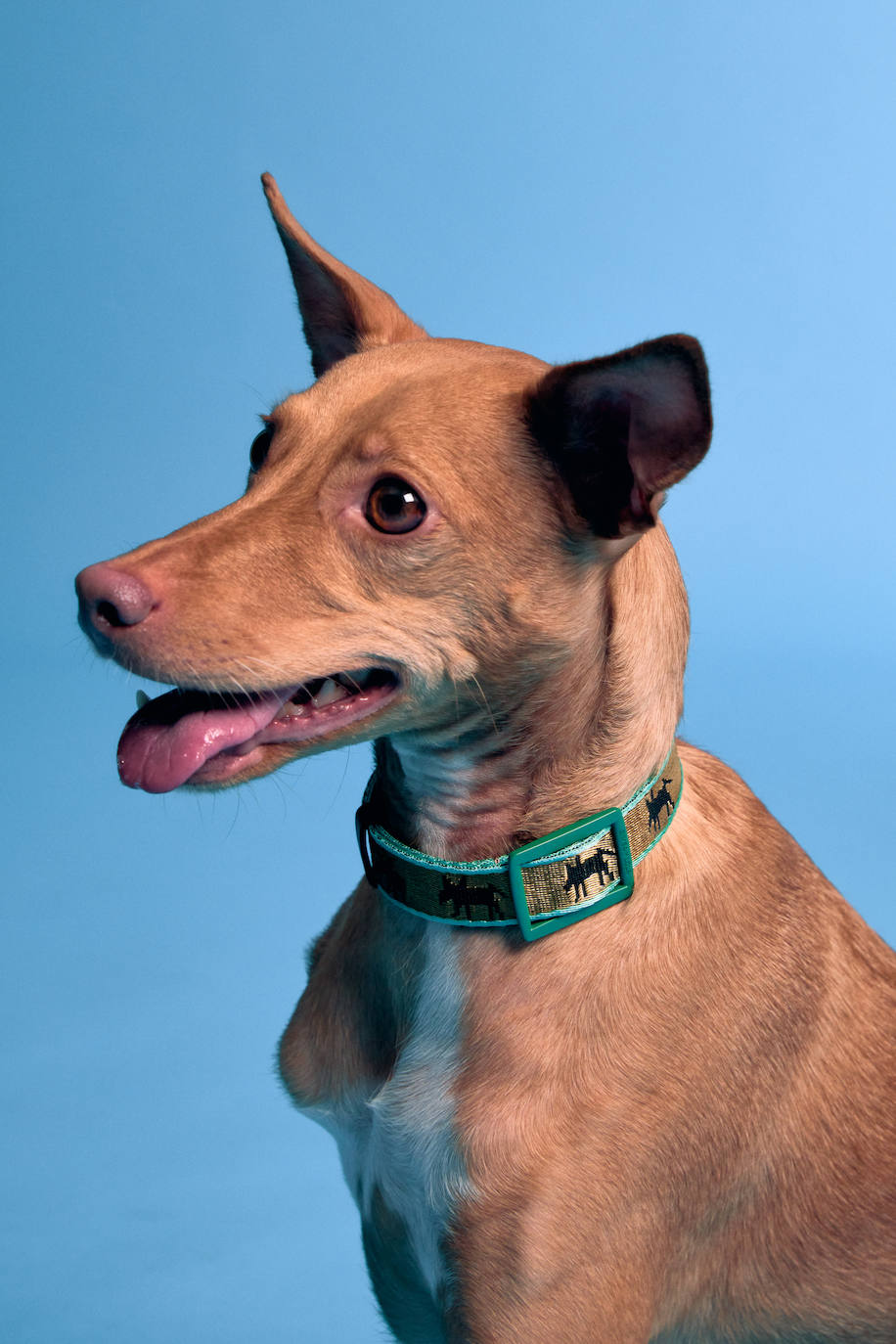 Fotos: Bimba y Lola presenta una nueva y novedosa colección canina