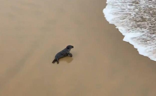 La foca en la playa de La Concha este lunes. 