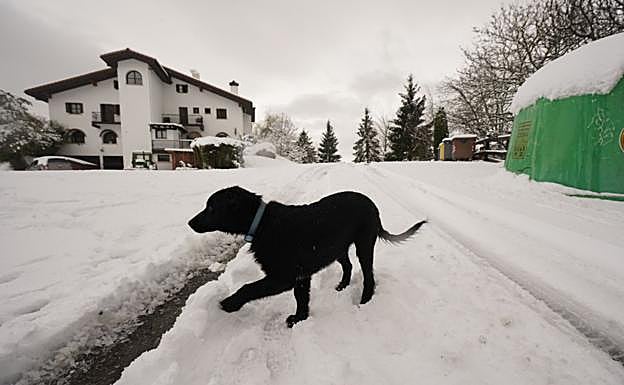 Galería. Albiztur, zurituta