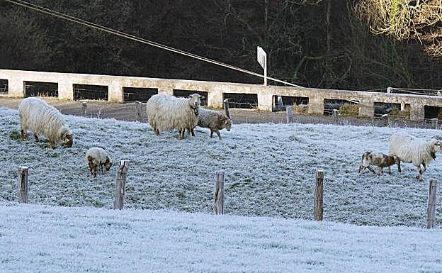 Ovejas pastando en una campa de Berastegi.