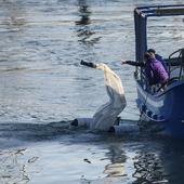 Un mar inundado de plástico