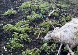 La Fiscalía de Baiona abre una investigación por un presunto maltrato animal en una granja de Biriatou