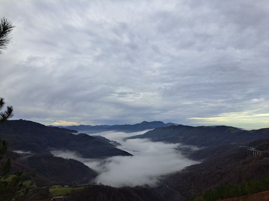 Ipuliño, hayas, pinos, robles y demás árboles en la muga de Gipuzkoa y Navarra