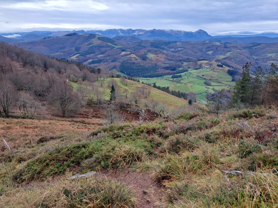 Ipuliño, hayas, pinos, robles y demás árboles en la muga de Gipuzkoa y Navarra