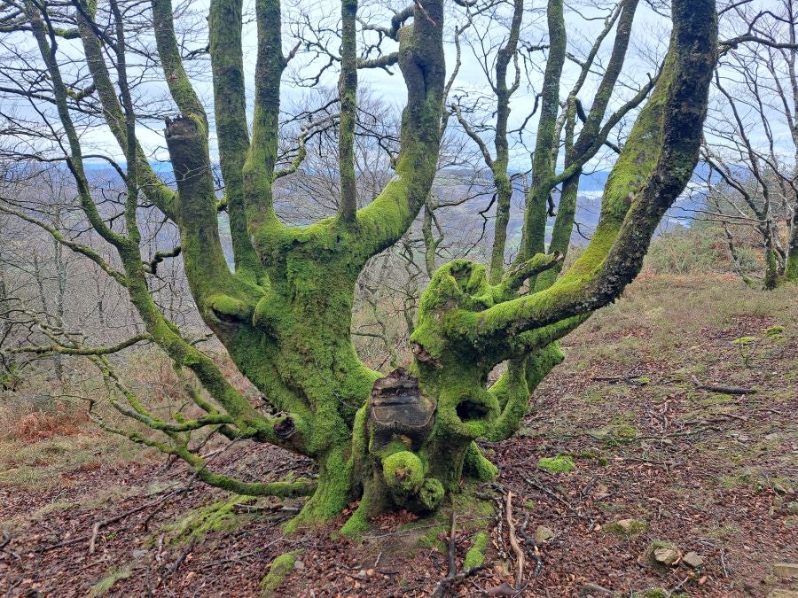 Ipuliño, hayas, pinos, robles y demás árboles en la muga de Gipuzkoa y Navarra