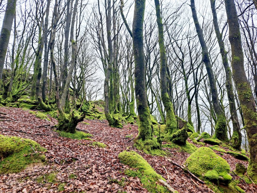 Ipuliño, hayas, pinos, robles y demás árboles en la muga de Gipuzkoa y Navarra