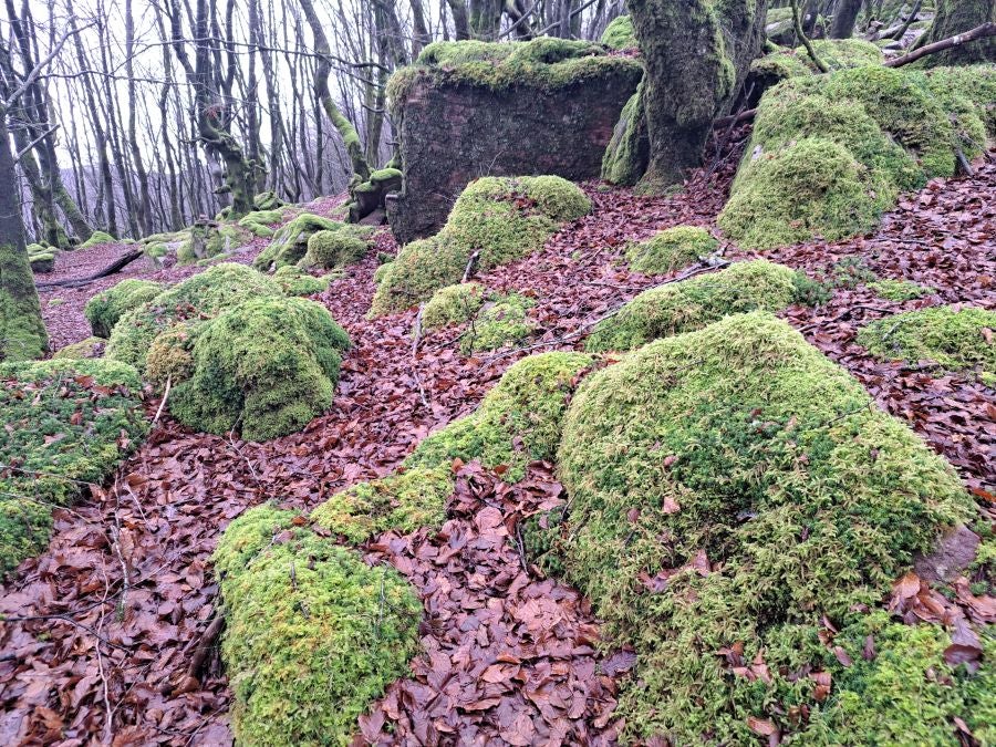 Ipuliño, hayas, pinos, robles y demás árboles en la muga de Gipuzkoa y Navarra