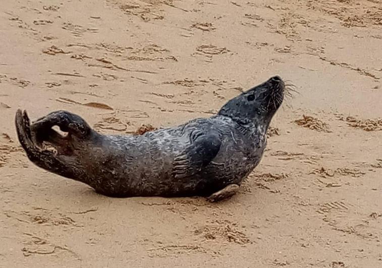 Una foca visita la playa de Ondarreta