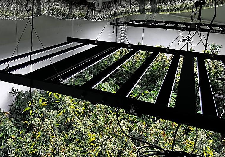 Plantación 'indoor' de marihuana desmantelada en Astigarraga.