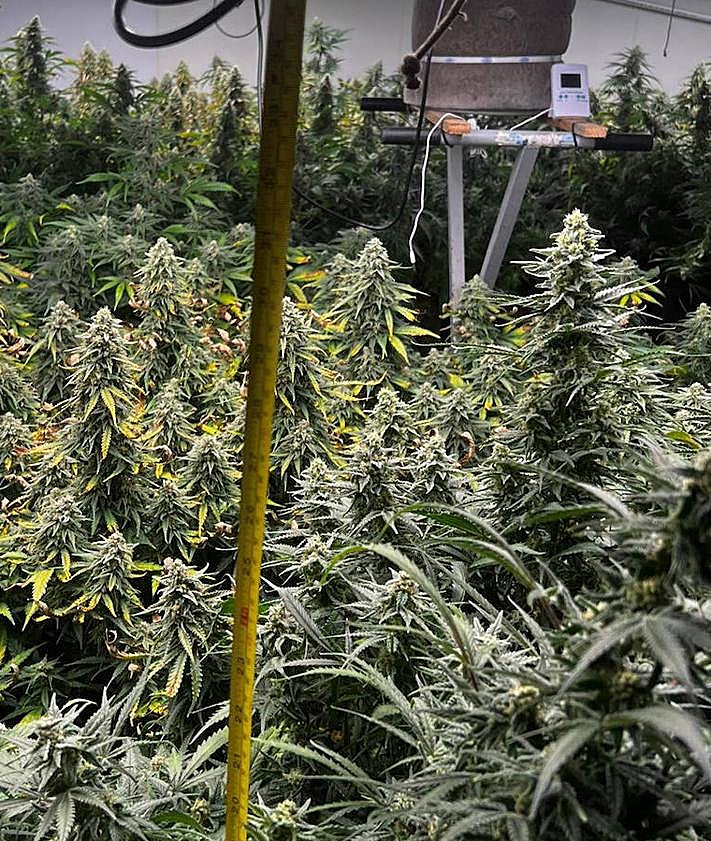 Imagen secundaria 2 - El pabellón contaba con todo tipo de sistemas de iluminación, riego y ventilación.