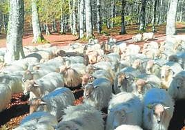 Han organizado visitas para ver las ovejas de la quesería Eguzki-borda. .