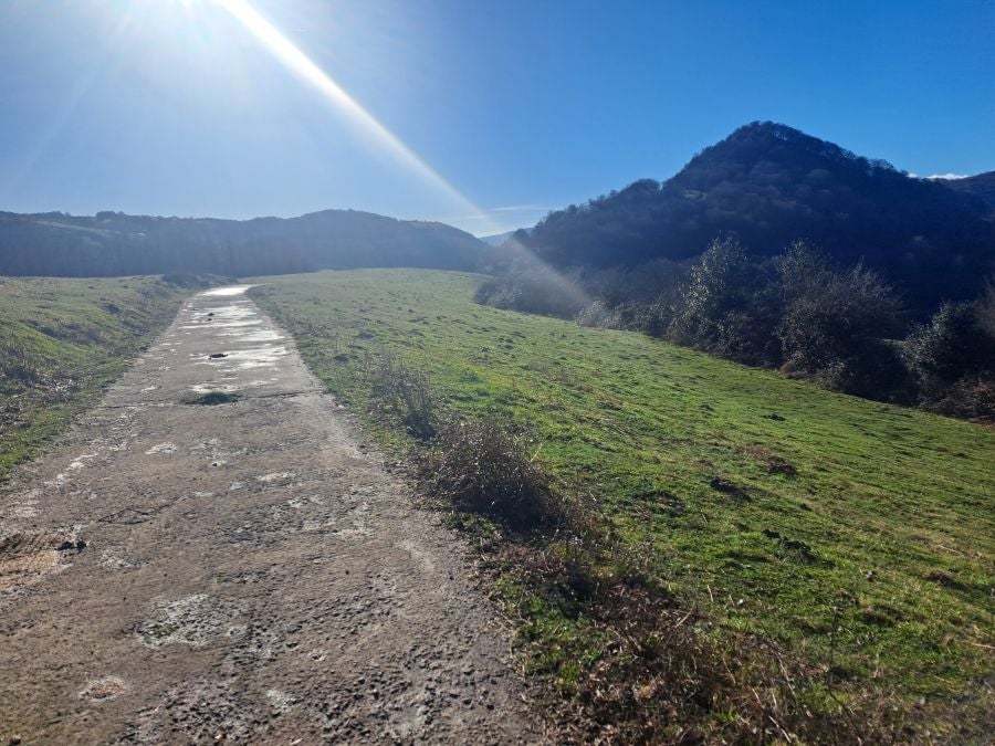 Musaio, al abrigo de las hayas trasmochas