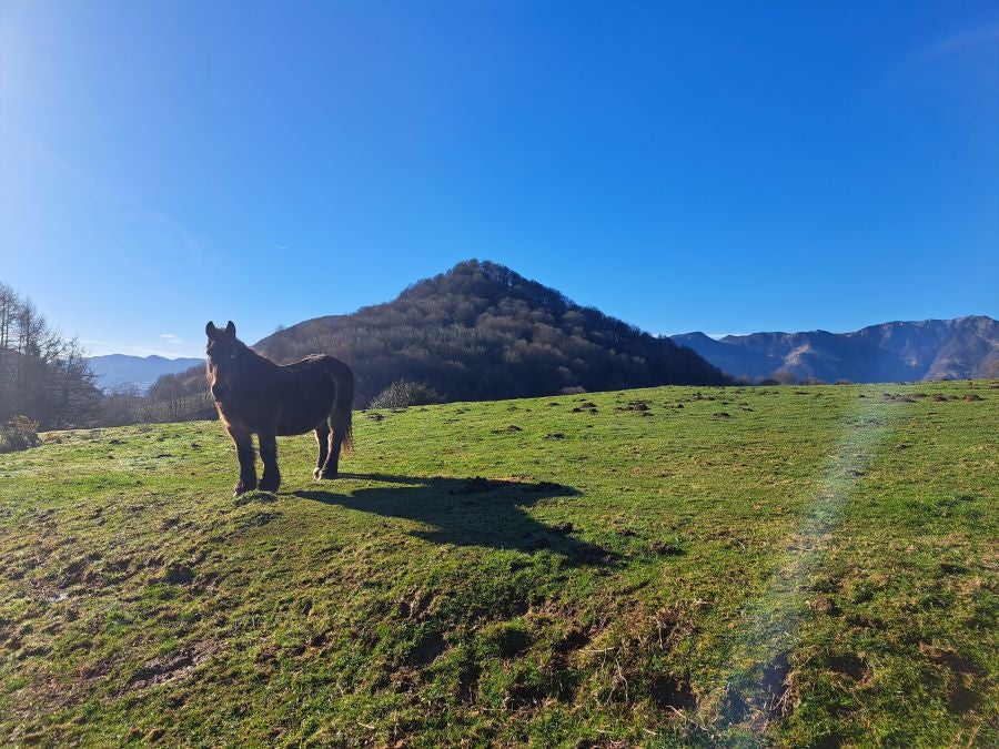 Musaio, al abrigo de las hayas trasmochas