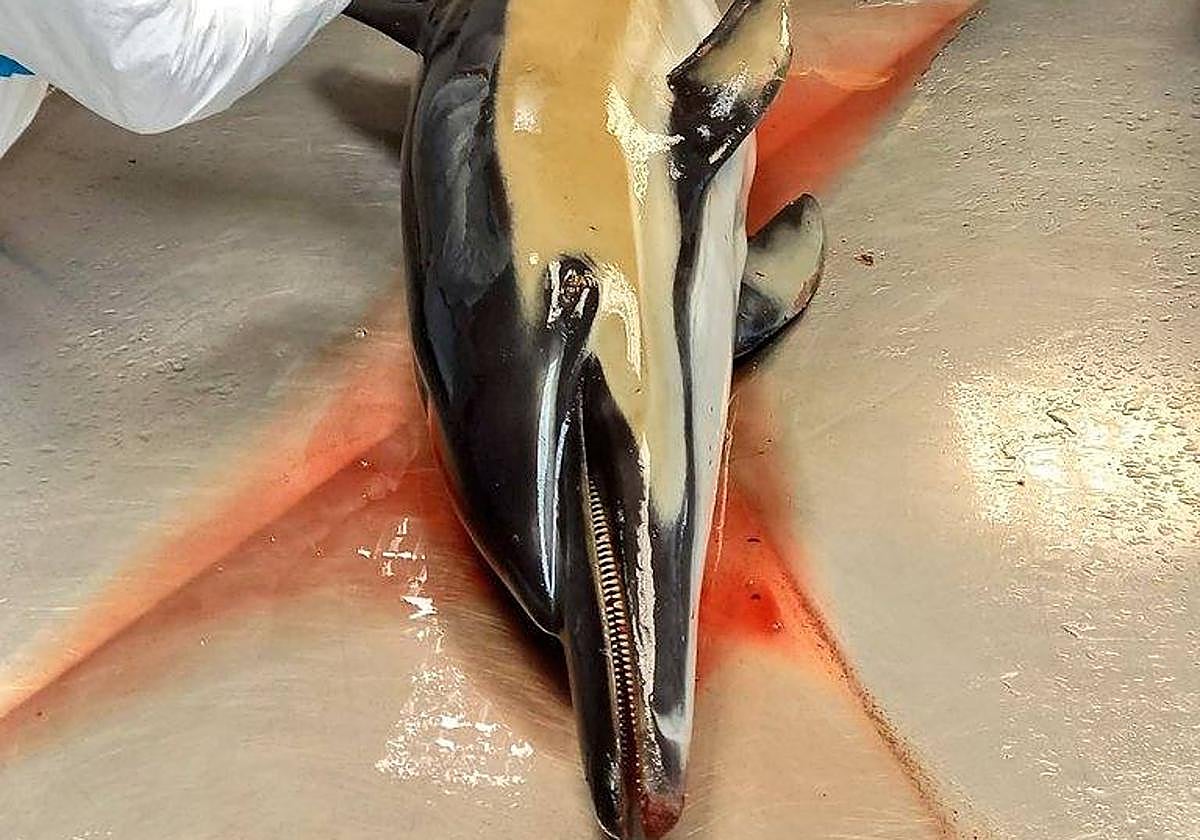 El delfín que apareció en Getaria el domingo 11 de febrero.