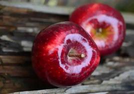 Un agricultor denuncia que entrar en los supermercados es como ir «a una juguetería» por el brillo de la fruta