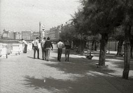 Tamarices del paseo de la Concha en buen estado.