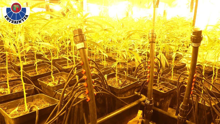 Plantas de marihuana en el pabellón desmantelado por la Ertzaintza.